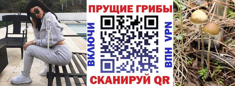 Псилоцибиновые грибы Psilocybe  Каневская 